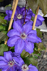 Vancouver Danielle Clematis (Clematis 'Vancouver Danielle') at A Very Successful Garden Center