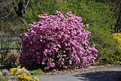 P.J.M. Elite Rhododendron (Rhododendron 'P.J.M. Elite') at Schulte's Greenhouse & Nursery