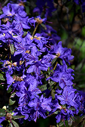 Blue Baron Rhododendron (Rhododendron 'Blue Baron') at A Very Successful Garden Center