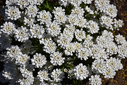 Whiteout Candytuft (Iberis sempervirens 'Whiteout') at A Very Successful Garden Center