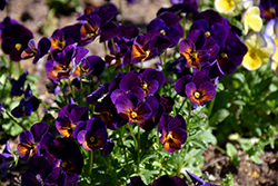 Celestial Midnight Pansy (Viola cornuta 'Celestial Midnight') at Lakeshore Garden Centres