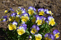 Halo Lemon Frost Pansy (Viola cornuta 'Halo Lemon Frost') at A Very Successful Garden Center