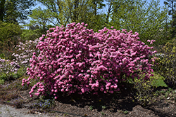 Weston's Aglo Rhododendron (Rhododendron 'Weston's Aglo') at A Very Successful Garden Center