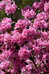 Weston's Aglo Rhododendron (Rhododendron 'Weston's Aglo') at A Very Successful Garden Center