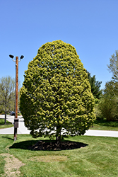 Columnar Sugar Maple (Acer saccharum 'Columnare') at A Very Successful Garden Center