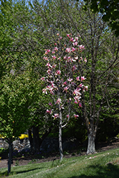 Daybreak Magnolia (Magnolia 'Daybreak') at A Very Successful Garden Center