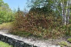 Bailey's Red Twig Dogwood (Cornus sericea 'Baileyi') at The Mustard Seed
