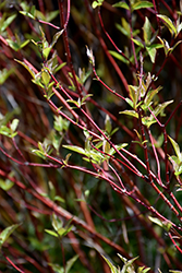 Bailey's Red Twig Dogwood (Cornus sericea 'Baileyi') at The Mustard Seed