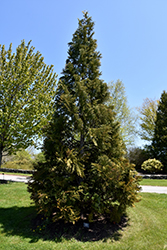 Hondai Japanese Arborvitae (Thujopsis dolabrata 'Hondai') at Stonegate Gardens
