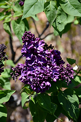 Agincourt Beauty Lilac (Syringa vulgaris 'Agincourt Beauty') at A Very Successful Garden Center