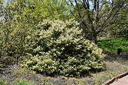 Mountain Pieris (Pieris floribunda) at A Very Successful Garden Center