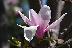 Alexandrina Saucer Magnolia (Magnolia x soulangeana 'Alexandrina') at Stonegate Gardens