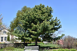 Korean Pine (Pinus koraiensis) at A Very Successful Garden Center