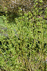 Budd's Yellow  Dogwood (Cornus alba 'Budd's Yellow') at Lakeshore Garden Centres
