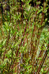 Arctic Fire Red Twig Dogwood (Cornus sericea 'Farrow') at A Very Successful Garden Center