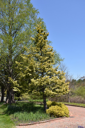 Cripps Gold Falsecypress (Chamaecyparis obtusa 'Crippsii') at Stonegate Gardens