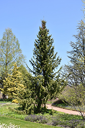 Serbian Spruce (Picea omorika) at A Very Successful Garden Center