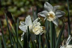 Petite Four Daffodil (Narcissus 'Petite Four') at A Very Successful Garden Center