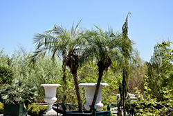Pygmy Date Palm (Phoenix roebelenii) at Lakeshore Garden Centres