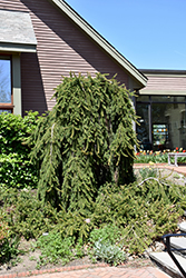 Inversa Norway Spruce (Picea abies 'Inversa') at Lakeshore Garden Centres