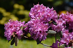 Midnight Ruby Rhododendron (Rhododendron 'Midnight Ruby') at A Very Successful Garden Center
