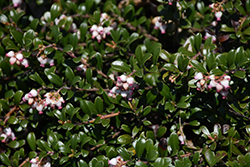 Bearberry (Arctostaphylos uva-ursi) at A Very Successful Garden Center