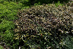 Scarletta Fetterbush (Leucothoe fontanesiana 'Zeblid') at A Very Successful Garden Center