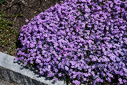 Purple Beauty Moss Phlox (Phlox subulata 'Purple Beauty') at Green Thumb Garden Centre