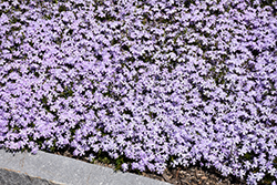Early Spring Lavender Moss Phlox (Phlox subulata 'Early Spring Lavender') at Stonegate Gardens