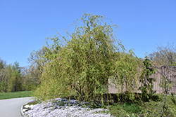 Scarlet Curls Willow (Salix 'Scarlet Curls') at A Very Successful Garden Center