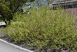 Budd's Yellow  Dogwood (Cornus alba 'Budd's Yellow') at Lakeshore Garden Centres
