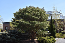 Japanese Umbrella Pine (Pinus densiflora 'Umbraculifera') at A Very Successful Garden Center