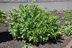Lovage (Levisticum officinale) at A Very Successful Garden Center