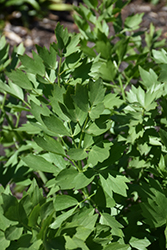Lovage (Levisticum officinale) at A Very Successful Garden Center