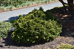 Grune Kugel Arborvitae (Thuja plicata 'Grune Kugel') at A Very Successful Garden Center