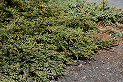 Trailing Common Juniper (Juniperus communis var. jackii) at Stonegate Gardens