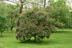 Splendens Red Buckeye (Aesculus pavia 'Splendens') at A Very Successful Garden Center