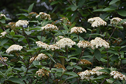 Alleghany Viburnum (Viburnum x rhytidophylloides 'Alleghany') at Stonegate Gardens