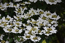 Summer Snowflake Doublefile Viburnum (Viburnum plicatum 'Summer Snowflake') at A Very Successful Garden Center