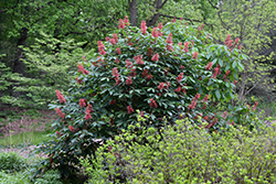 Red Buckeye (Aesculus pavia) at Lakeshore Garden Centres