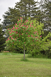 Fort McNair Red Horse Chestnut (Aesculus x carnea 'Fort McNair') at Lakeshore Garden Centres