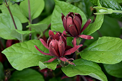 Michael Lindsey Sweetshrub (Calycanthus floridus 'Michael Lindsey') at A Very Successful Garden Center
