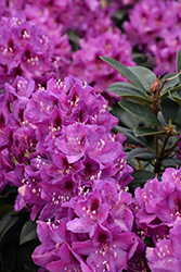 Anah Kruschke Rhododendron (Rhododendron 'Anah Kruschke') at Lakeshore Garden Centres