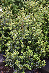 Chesapeake Japanese Holly (Ilex crenata 'Chesapeake') at A Very Successful Garden Center