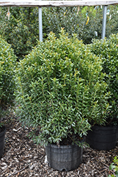 Compact Inkberry Holly (Ilex glabra 'Compacta') at A Very Successful Garden Center