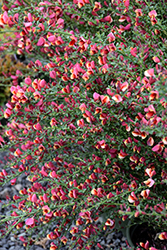 Burkwood's Broom (Cytisus x burkwoodii) at A Very Successful Garden Center