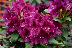 Slam Dunk Rhododendron (Rhododendron 'Slam Dunk') at A Very Successful Garden Center