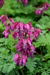 Luxuriant Bleeding Heart (Dicentra 'Luxuriant') at The Mustard Seed