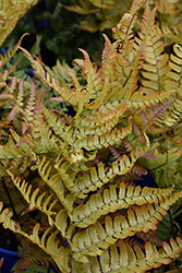 Brilliance Autumn Fern (Dryopteris erythrosora 'Brilliance') at Stonegate Gardens