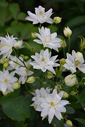 Clememtine White Columbine (Aquilegia vulgaris 'Clementine White') at A Very Successful Garden Center